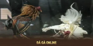 Bí Quyết Chơi Đá Gà GA28 Tại HB88 Từ Các Chuyên Gia Hàng Đầu 2 Bí Quyết Chơi Đá Gà GA28 Tại HB88 Từ Các Chuyên Gia Hàng Đầu